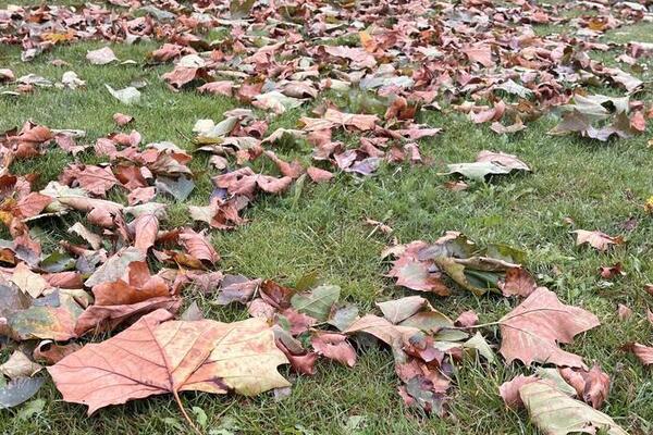 Laat de herfst je inspireren om los te laten en te groeien!