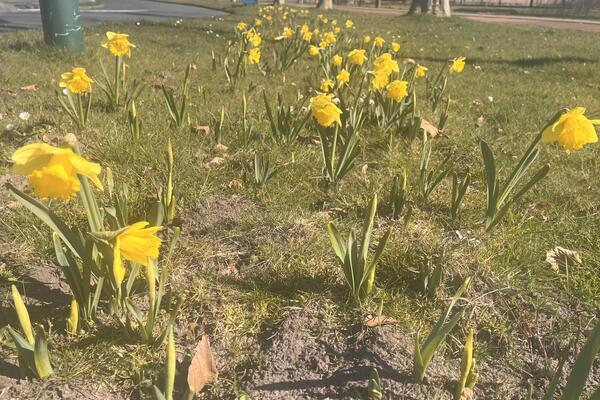 De lente in aantocht: bloei mee met de natuur